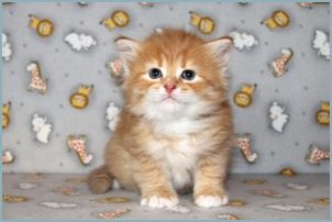 Male Siberian Kitten from Deedlebug Siberians